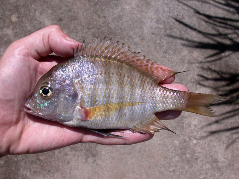 Lethrinops mylodon 'Nkhata Bay'